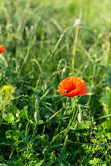 Red poppies closeup on a meadow in a village, summer outdoor recreation