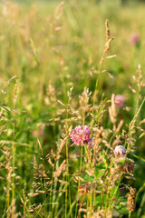 Wildflowers closeup on a meadow in a village, summer outdoor recreation