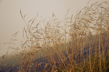 Morning dew in the grass dry field with dew drop. © KatyPavliuk