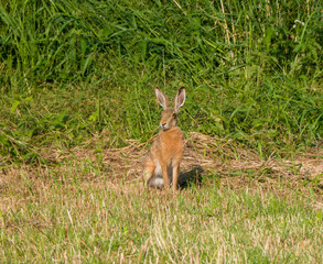 hare in grass