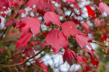 Beautiful red maple leaf on autumn season, Maple leaves with blur background