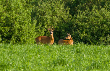 fallow deer in the forest