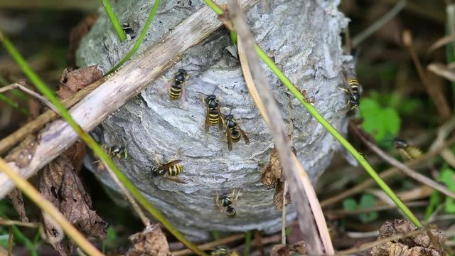 Worried wasps crawling on the surface of their nest