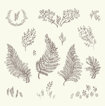 Flora set of freehand drawn leaves and herbs. Vector illustration of leaves of fern, thyme, sage, rosemary, field grass for design. A pencil drawn wild herbs.