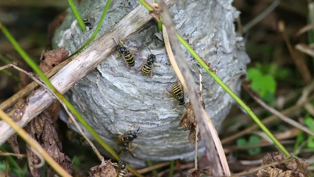 Worried wasps crawling on the surface of their nest