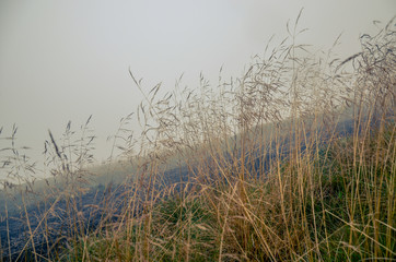 Morning dew in the grass dry field with dew drop.