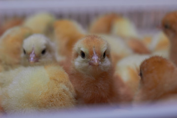 hatchery, poultry, livestock, chicks, chicken, broiler, eggs
