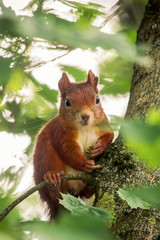 European brown squirrel in summer coat on a branch in the forest