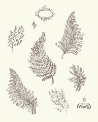 Vector Leaves. Flora set of freehand drawn leaves and herbs. Vector illustration of leaves of fern, thyme, sage, rosemary, field grass for design. A pencil drawn wild herbs.