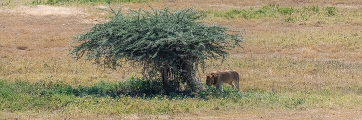 The Serengeti plains, panorama of the savannah with a typical big acacia tree, and a lion looking for shade