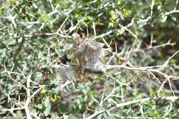 Spinnraupen im Sequoia Nationalpark