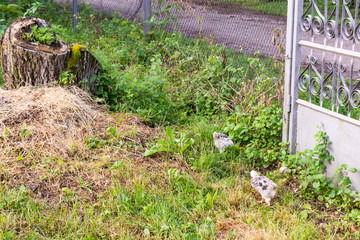 Young chickens are eating grass in the yard of a rural house