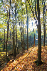 autumn forest on a sunny day. beautiful nature background with trees in yellow foliage. lots of fallen foliage on the ground