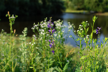 Wildflowers closeup on a meadow in a village by the lake, summer outdoor recreation