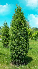 Fototapeta na wymiar Young green cypress plant in nature in the park