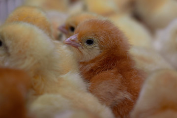 hatchery, poultry, livestock, chicks, chicken, broiler, eggs