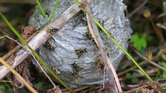 Worried wasps crawling on the surface of their nest