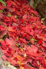 Beautiful red maple leaf on autumn season, Maple leaves with blur background