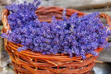 Bouquet of fresh fragrant lavender in basket