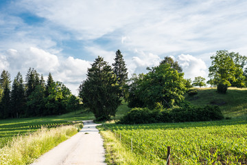 In the fields grows the crop and beautiful wildflowers in a rural landscape.