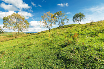 trees on the grassy hillside in early autumn. beautiful scenery at high noon. fluffy clouds on the sky