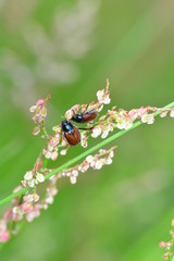 Two garden chafer beetles  ( Phyllopertha horticola )  on plant in  green nature