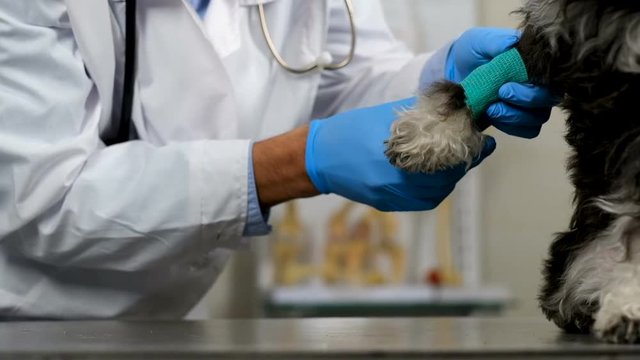 Male Middle Eastern veterinarian putting bandage on front paw of black and white calm schnauzer dog at clinic, on steel table