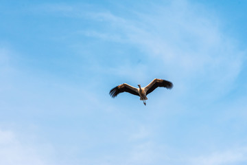 stork flying in blue sky