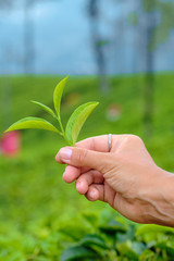 Hand Holding Green Leaves of Tea Plant Closeup