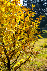 Yellow red-orange yellow-green leaves of magnolia, Nature concept for design