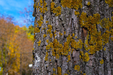 tree with yellow lichen close-up