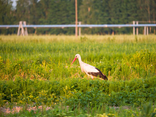 white ibis in park