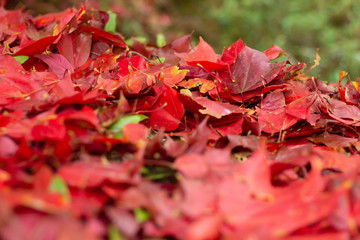 Beautiful red maple leaf on autumn season, Maple leaves with blur background