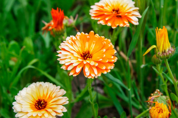 Orange calendula flowers. Fresh organic calendula marigold flowers background. Background with Calendula. Medicinal herbs. Summer Marigold flowers. Alternative tea concept.