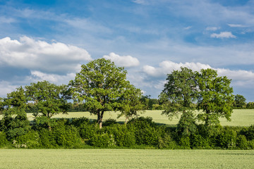 Fototapeta premium In the fields grows the crop and beautiful wildflowers in a rural landscape.