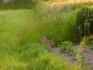 Obraz na płótnie Canvas hare in strawberry field