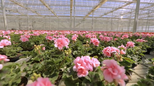 Flight over blooming geraniums, flight over red blooming geraniums in a modern greenhouse