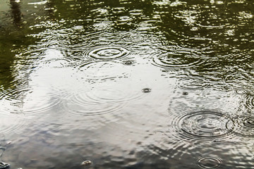 Circles and bubbles from the rain in a mud puddle