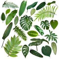 Meubelstickers Tropische bladeren Mooiere exotische tropische bladeren, geïsoleerde bladachtergrond