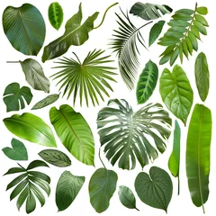 Papier Peint photo Lavable Pour elle Plus belles feuilles tropicales exotiques, fond de feuille isolé