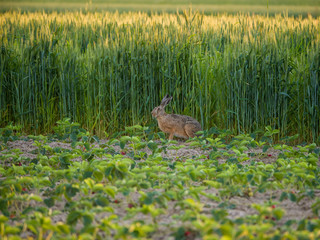 hare in strawberry field