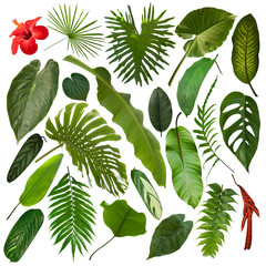 More beautiful exotic tropical leaves, isolated leaf background - 278798188