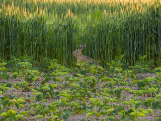 hare in strawberry field