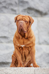 Dogue de bordeaux dog spring