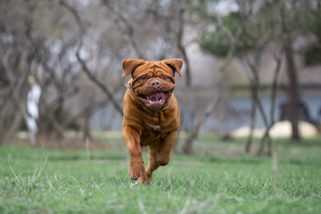 Dogue de bordeaux dog spring