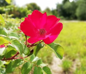 Obraz premium red flower in the garden