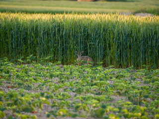 green wheat field