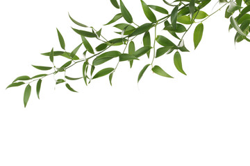 Branch with green leafs isolated on white background