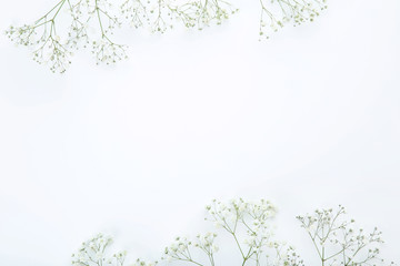 Gypsophila flowers on white background