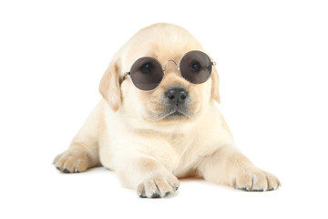 Labrador puppy with sunglasses isolated on white background